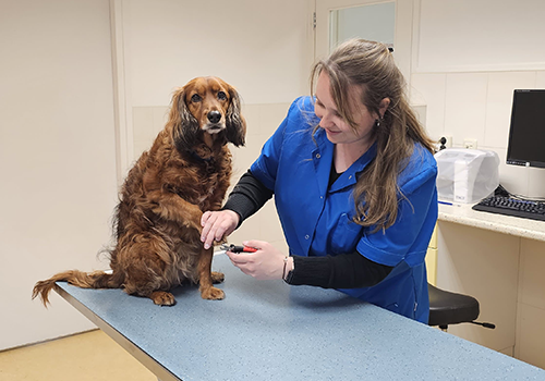 paraveterinair consult